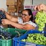 A partir desta terça-feira (21.01), a Secretaria da Agricultura, Pecuária e Abastecimento (SMAPA) promove a venda de uvas direto do produtor nas Praças...