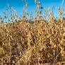 Enquanto o Noroeste e Nordeste do Rio Grande do Sul convive com boas chuvas, área do Sudeste sofrem por clima seco, que afetou o cultivo.