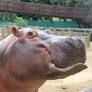 O BioParque do Rio, situado na Quinta da Boa Vista, preparou uma programação especial para janeiro, unindo diversão e aprendizado em atividades que promovem...