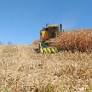 Nas primeiras áreas colhidas em algumas regiões, há lavouras com excelentes resultados, e outras com menor produtividade. 14/01/2025...