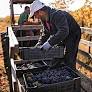 O Informativo Conjuntural divulgado pela Emater/RS-Ascar na última quinta-feira, 9 de janeiro, forneceu uma atualização sobre a safra de uvas no Rio Grande...