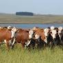 A bovinocultura de corte no Rio Grande do Sul apresenta avanços significativos em termos de estado corporal e sanitário dos rebanhos, conforme divulgado no.