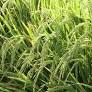 A produção de arroz para a safra 2024/2025 é considerada boa, com a estimativa de 8,04 milhões de toneladas do grão. No entanto, o custo para o cultivo pode...