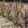 Essa técnica, capaz de multiplicar mudas de plantas com segurança, higiene e uniformidade, pode contribuir para atender à demanda crescente por fibras...