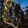 A colheita de uvas no Rio Grande do Sul, iniciada em diversas regiões, apresenta um cenário de crescimento na produção de vinhos, embora a qualidade da...