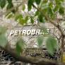 A Petrobras (PETR3; PETR4) anunciou dia 30 a contratação de 1.780 novos empregados aprovados no concurso público.