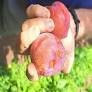 Nos últimos 30 dias, agricultores do interior de Caxias do Sul enfrentaram quatro episódios severos de granizo, que causaram prejuízos significativos em cul...