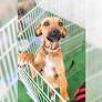 Evento será realizado no fim de semana com cães e gatos castrados, vacinados e vermifugados.