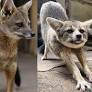 Um novo casal de raposas do campo será apresentado para o público do Parque Zoológico de Goiânia, a partir desta quarta-feira (22/01).