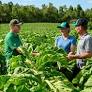 Empresa multinacional busca garantir qualidade das folhas de tabaco de produtores associados em municípios como Vera Cruz. JTI/Divulgação/JC. Compartilhe:.
