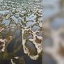 As fortes chuvas que caíram nos últimos dias em Florianópolis (SC) deram origem a um espetáculo natural nas dunas da Praia da Joaquina.