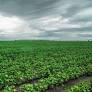 O mercado da soja do estado do Rio Grande do Sul segue com negócios lentos e com falta de chuva, segundo informações da TF Agroeconômica.
