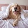 Uma das tendências do mercado de turismo que deve seguir firme em 2025 é o segmento de hospedagem pet-friendly. Com estimativa de fechar 2024 com um.