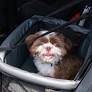 Viajar com os pets é uma experiência maravilhosa, mas requer planejamento para garantir o bem-estar dos animais e tranquilidade dos tutores durante todo o...