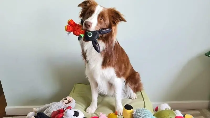 Cachorra 'superdotada'? A border collie brasileira que sabe 200 palavras e virou estrela de pesquisa