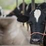 A Assembleia Legislativa do Estado do Ceará (Alece) tem atuado no fortalecimento da agropecuária estadual por meio de proposições de deputados da Casa que...