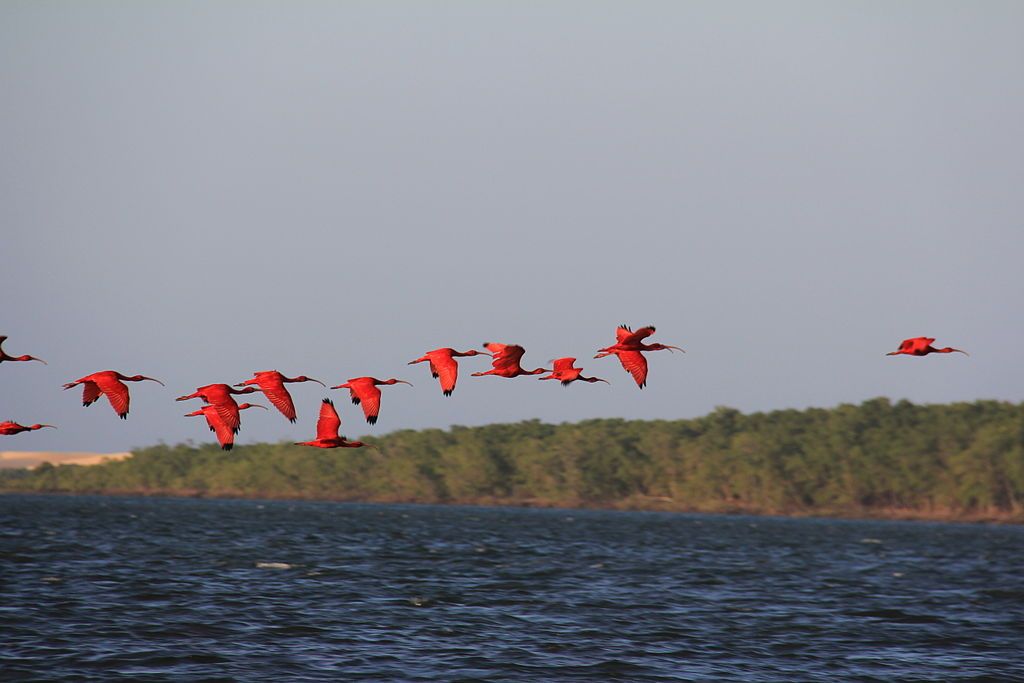 Revoada dos Guarás é um dos espetáculos da natureza no Delta do Parnaíba • Wikimedia Commons