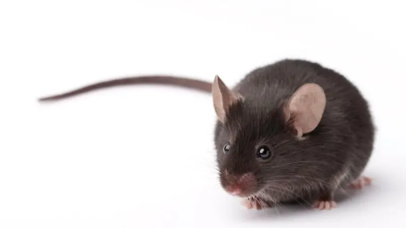O que ratos adormecidos revelam sobre como nossa memória funciona