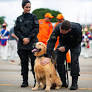 Cerimônia de aposentadoria dos heróis de quatro patas ocorreu no Batalhão da Guarda Presidencial (BGP), em Brasília (DF)
