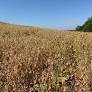 A redução nas precipitações no Rio Grande do Sul configura um cenário de estiagem, especialmente no Centro-Oeste do Estado, onde os danos nas lavouras são...