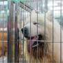 Uma lei que prevê a garantia da segurança, saúde e bem-estar animal em comércios que realizam venda, doação, serviços de higiene e estética, exposição ou...