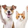 Hospedagens e creches para cães e gatos são mais requisitados nesta época do ano.