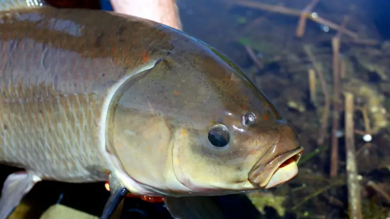 O peixe que vive mais de 100 anos e não parece envelhecer