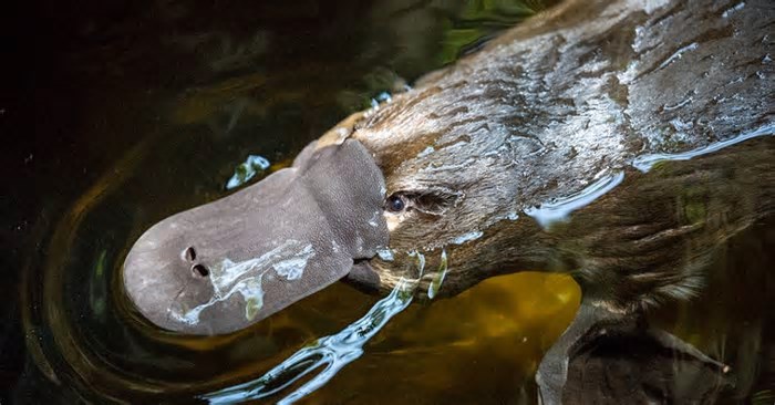 Por que a Austrália tem animais tão estranhos?
