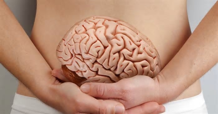Segundo cérebro: o que a ciência já sabe sobre a importância do intestino na saúde mental