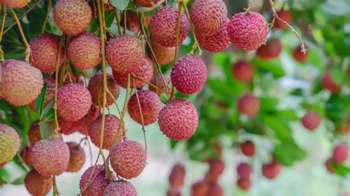 Descubra como cultivar lichia em casa e aproveitar seus benefícios exóticos!