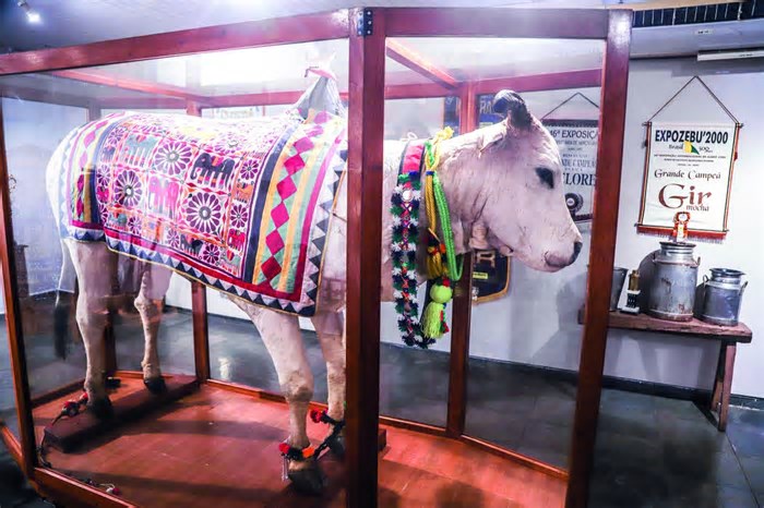 Touro que mudou história do gado brasileiro virou peça de museu