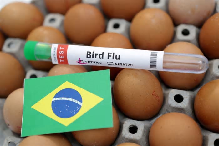 RS: Fórum Estadual de Influenza Aviária discute a evolução e perspectiva da doença
