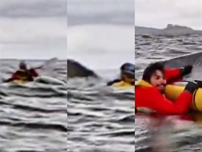 Jovem que andava de caiaque no Chile é 'abocanhado' por baleia jubarte e sai ileso; veja vídeo