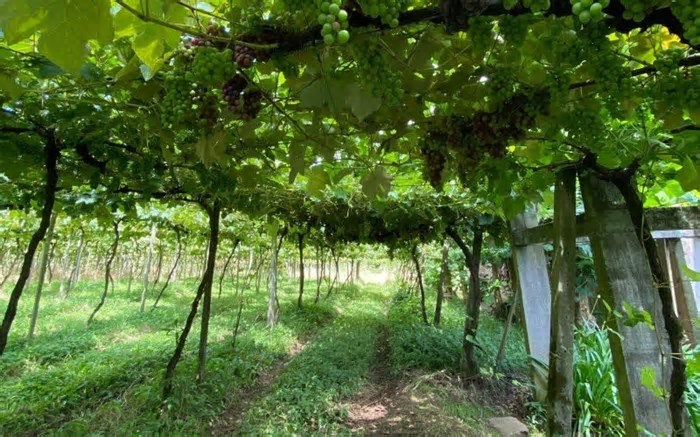 Safra de boa qualidade é comemorada em Gramado com números recordes de colheita da uva