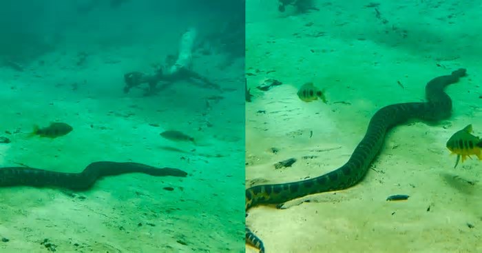Turistas nadam com sucuri durante passeio em águas cristalinas no Mato Grosso do Sul; veja o vídeo