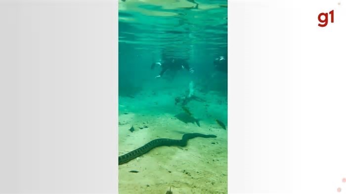 VÍDEO: Turistas nadam com sucuri durante passeio em rio de água cristalina de MS: 'oportunidade de ouro'