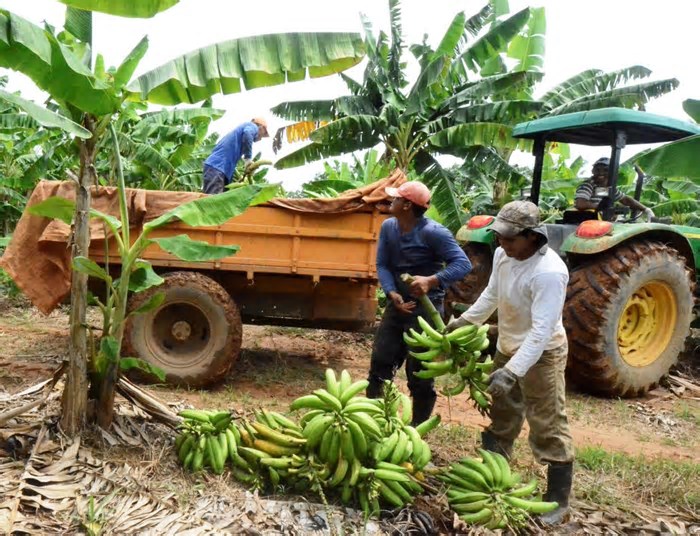 Tecnologia ajuda a preservar bananeiras na região Norte