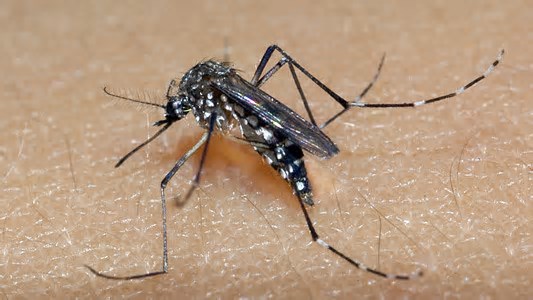 Dengue: pesquisadores desenvolvem nova tecnologia para controlar mosquitos