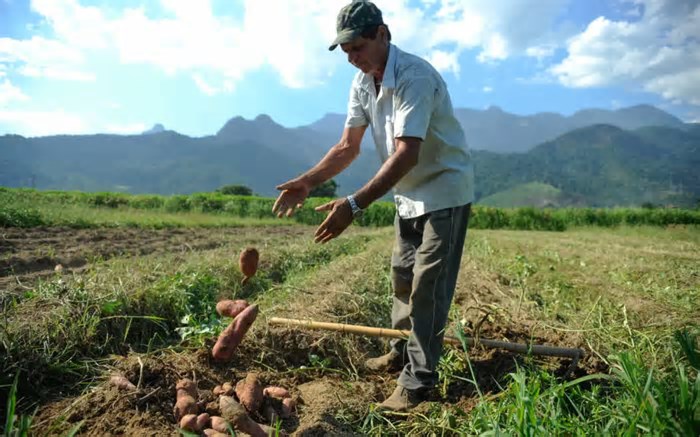 O aquecimento global, a agricultura e o preço dos alimentos