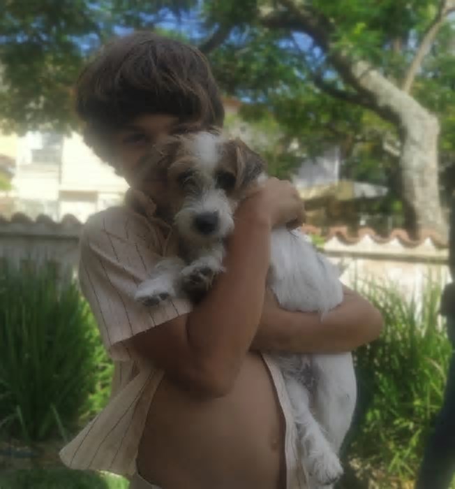 Cães de 'Ainda estou aqui' ganham prêmio pelo papel de Pimpão, o pet da família Paiva