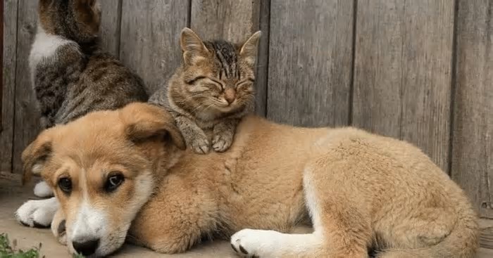 Mais da metade dos brasilienses tem animais de estimação; cães são preferidos