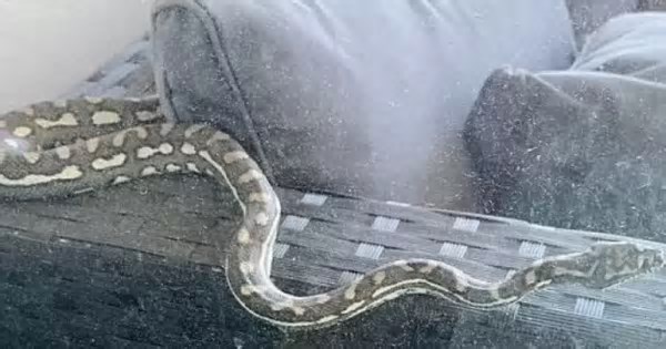 Família encontra oito filhotes de cobra coral no sofá de casa