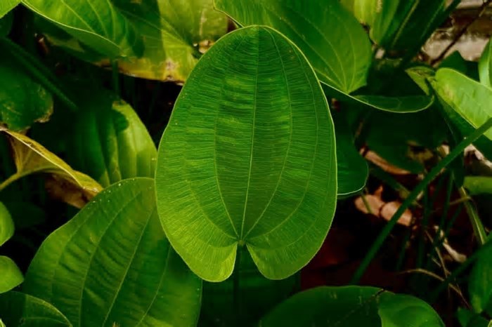5 benefícios da erva chapéu-de-couro para a saúde e como usá-la