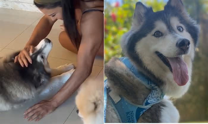 Gracyanne sente falta dos cachorros dela, no 'BBB 25', sem saber que um dos animais está desaparecido: equipe faz campanha