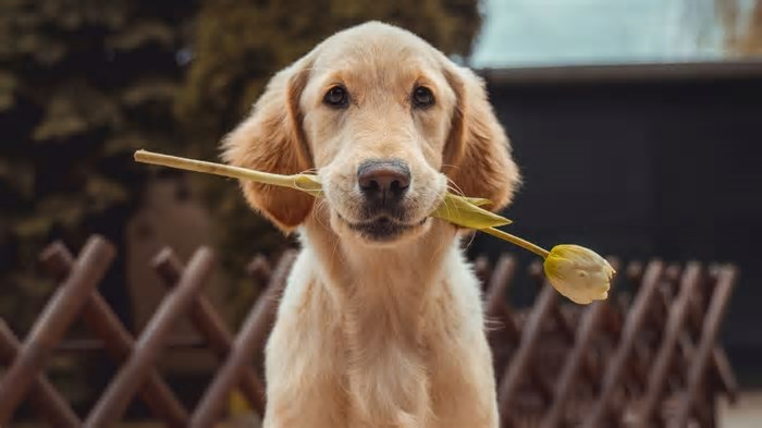 Ciência descobre como conquistar a atenção do seu cão