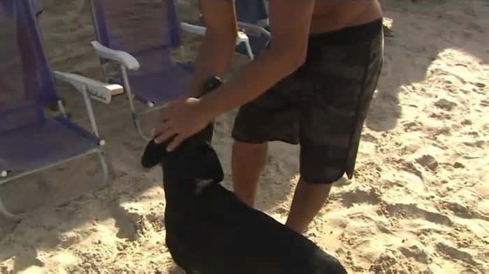 Florianópolis propõe permitir cães em praias em locais e horários específicos