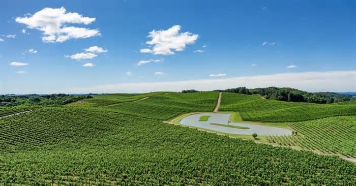 Serra Gaúcha retoma turismo de vinhos após enchentes de 2024