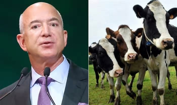 Como investimento milionário de Jeff Bezos em vacina contra 'arroto e pum' de vacas pode ajudar a combater crise climática? Entenda
