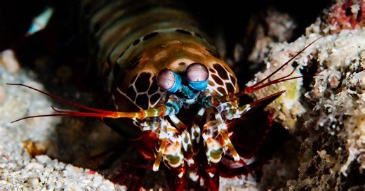 Conheça a lacraia-do-mar, que tem o soco mais rápido do reino animal