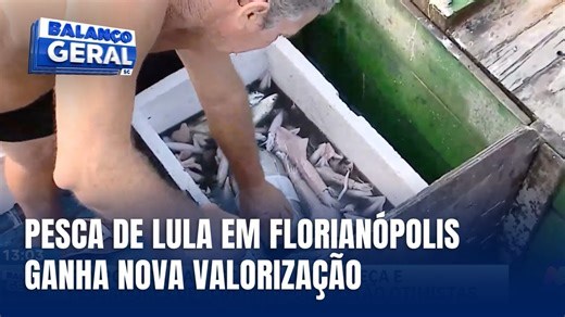 Pesca de lula em Florianópolis se torna mais valorizada com nova regulamentação